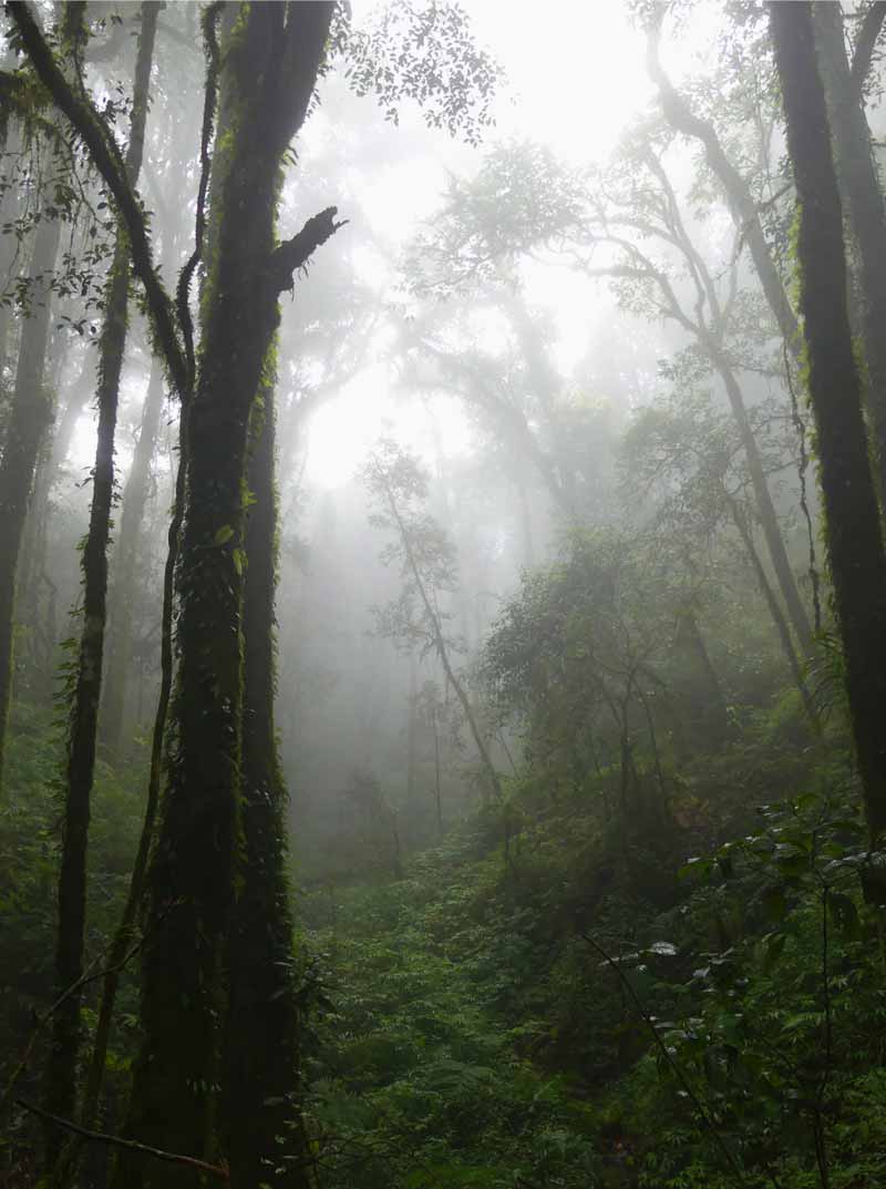 Regenwald-WASSER-DURCH-NEBEL-1-_Format